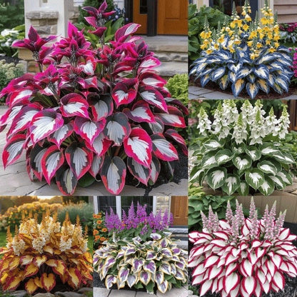 From Seed to Stunning – Hosta Magic 🌿Rare Hosta Seeds🌿