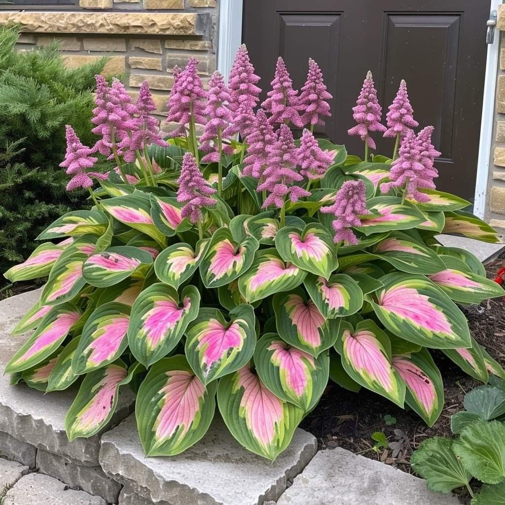 Pink-Green