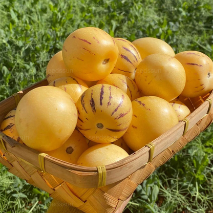🌿Ginseng Fruit Seeds-Easy To Grow🌱