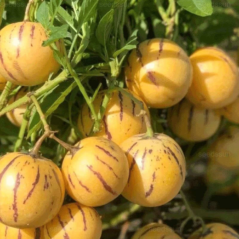 🌿Ginseng Fruit Seeds-Easy To Grow🌱
