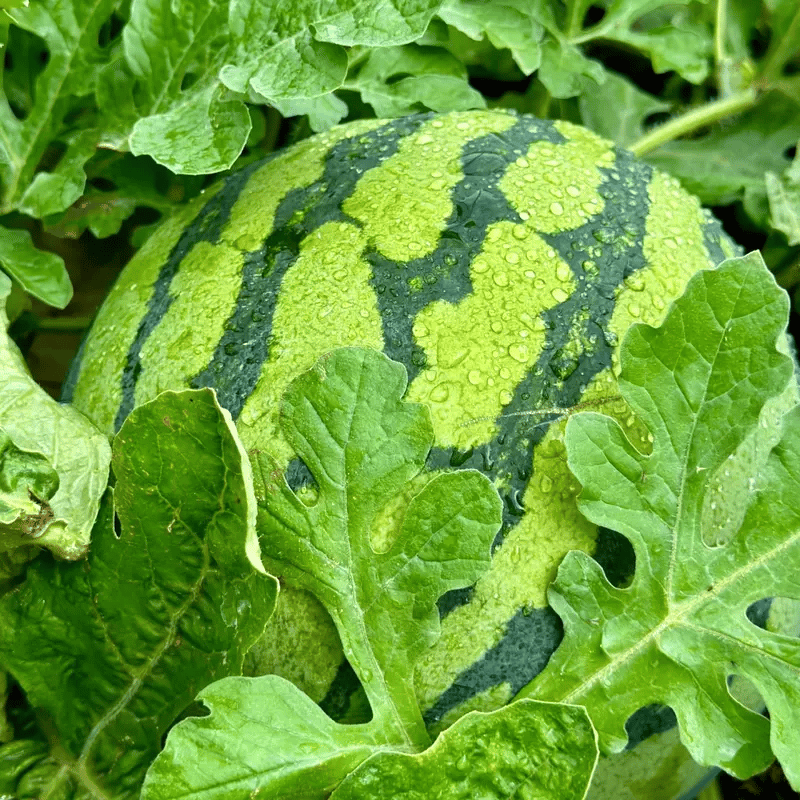 🍉50/100PCS Heirloom Non-GMO Watermelon Seeds – Easy-Grow “Lazy Man” Variety, Sweet & Nutritious, Replant Every Year🌱