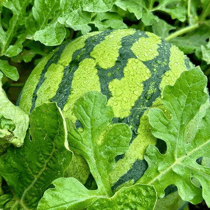 🍉50/100PCS Heirloom Non-GMO Watermelon Seeds – Easy-Grow “Lazy Man” Variety, Sweet & Nutritious, Replant Every Year🌱