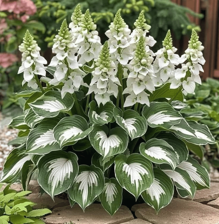 From Seed to Stunning – Hosta Magic 🌿Rare Hosta Seeds🌿